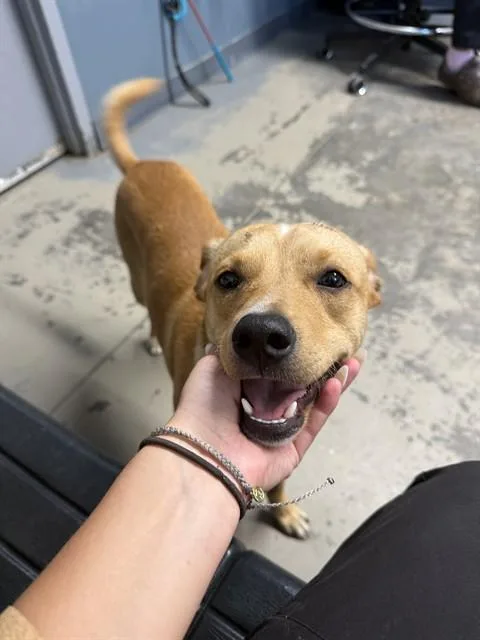 Peanut