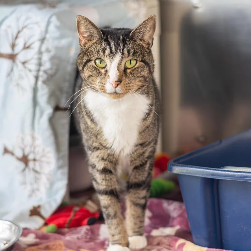 An adult medium-sized male Brown / Chocolate Domestic Short Hair cat named Fletcher for adoption in Newark, DE