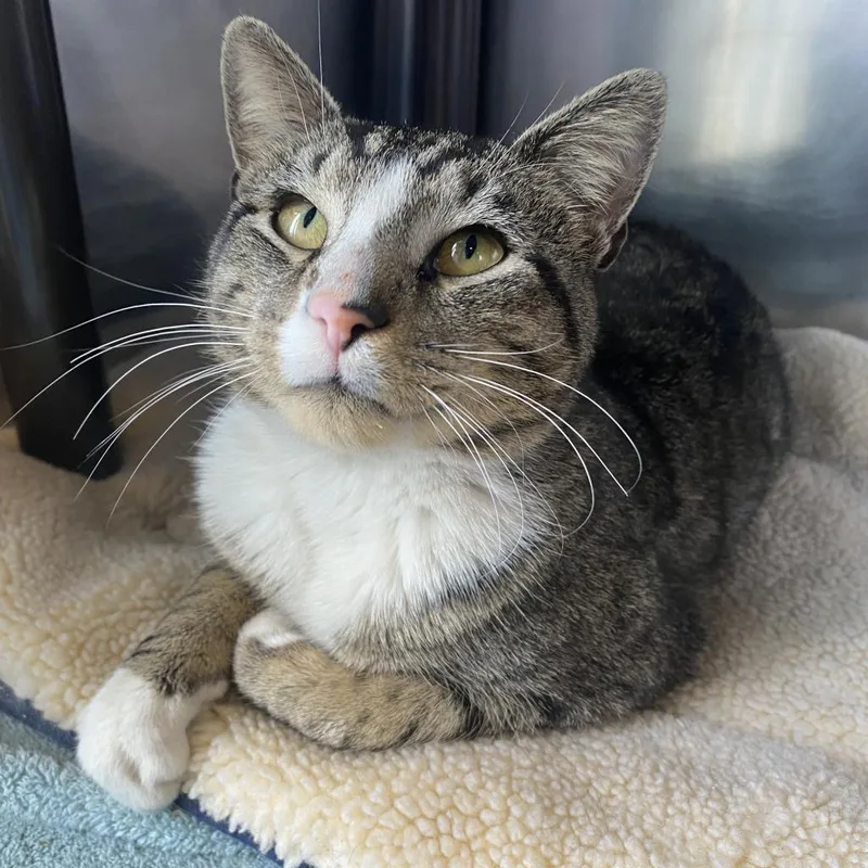 Fletcher thumbnail 2