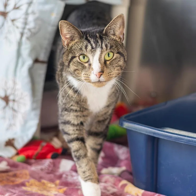 Fletcher thumbnail 3