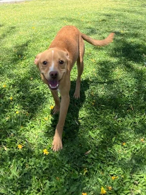 A young medium-sized male Chihuahua dog named Timmy for adoption in Riverside, CA