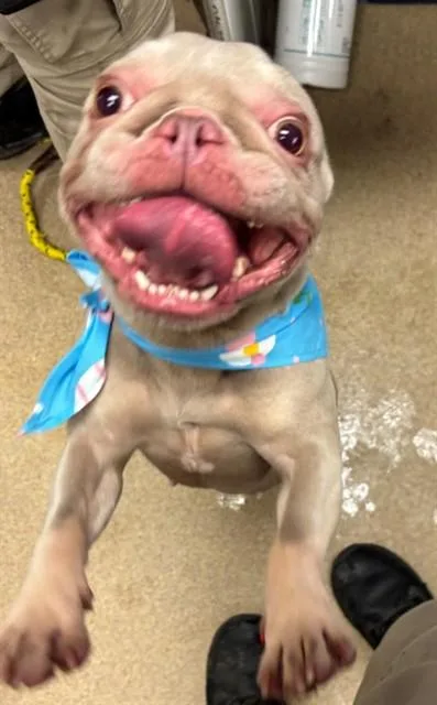 An adult small-sized female French Bulldog dog named Skye A for adoption in Plano, TX