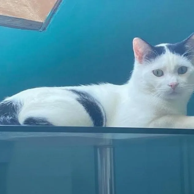 A young medium-sized male Black & White / Tuxedo Domestic Short Hair cat named Butler for adoption in Warr Acres, OK