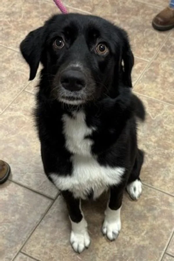An adult medium-sized female Collie dog named Fancy for adoption in Littleton, CO