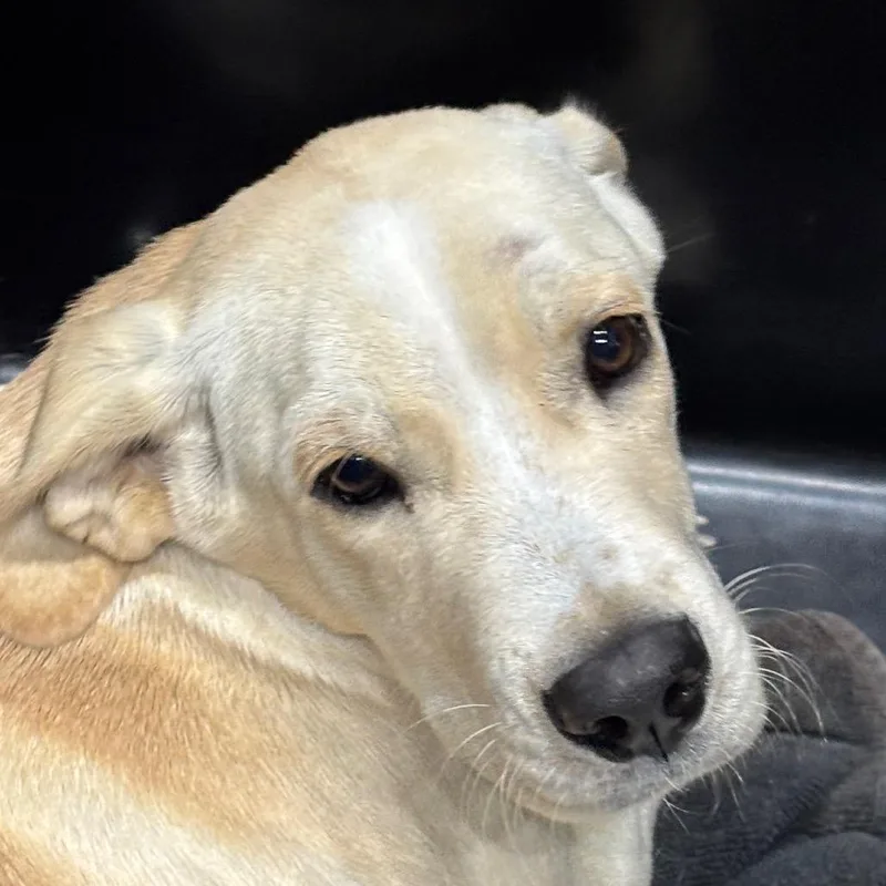 A young medium-sized male White / Cream Hound dog named Rico for adoption in Tampa, FL