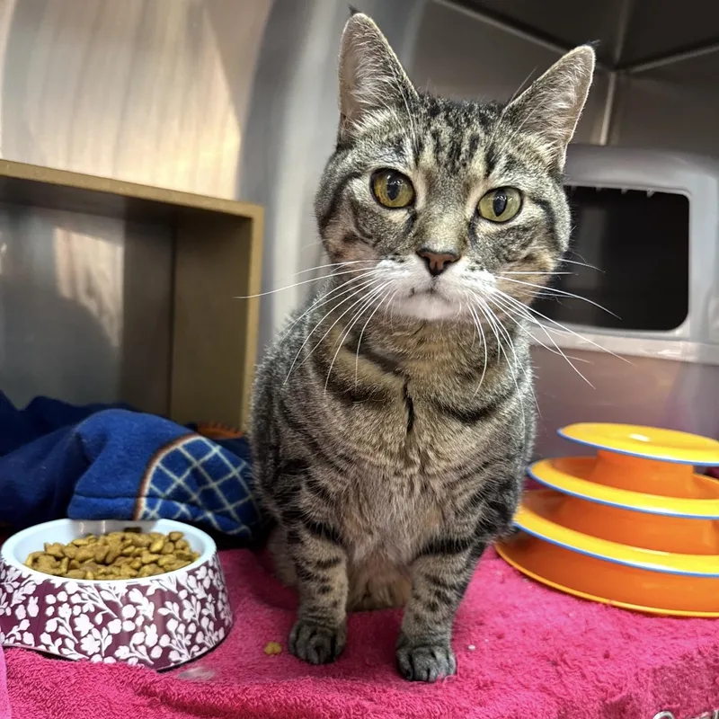 A senior large-sized female Tabby (Brown / Chocolate) Domestic Short Hair cat named Sophia for adoption in Omaha, NE