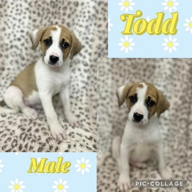 Todd