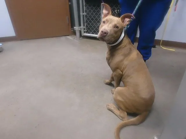 A young large-sized male Pit Bull Terrier dog named Tractor for adoption in Phoenix, AZ