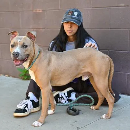 An adult large-sized male Mixed Breed dog named Ryanair for adoption in Chamblee, GA