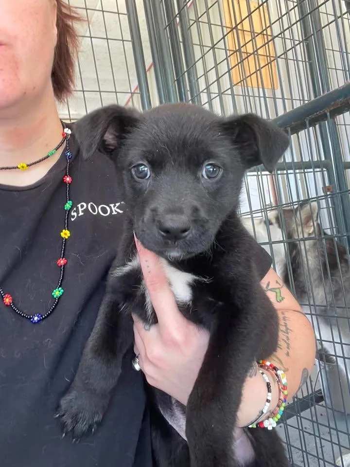 A baby medium-sized female Shepherd dog named Claire for adoption in Bishopville, SC