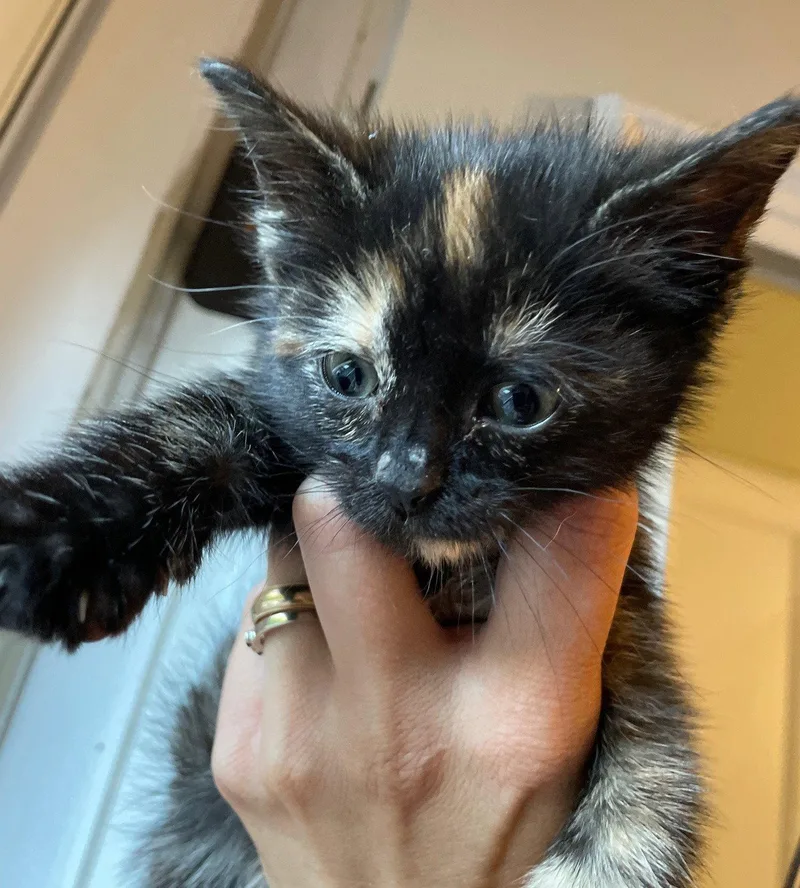 A baby medium-sized female Tortoiseshell cat named Charli for adoption in Island Lake, IL