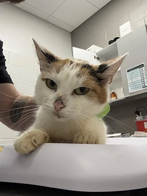 A young small-sized female Domestic Short Hair cat named Straya for adoption in Indianapolis, IN