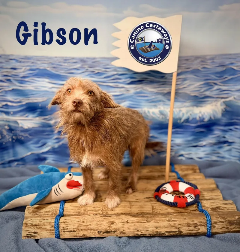 A young small-sized male Golden Irish Terrier dog named Gibson for adoption in Arcadia, FL
