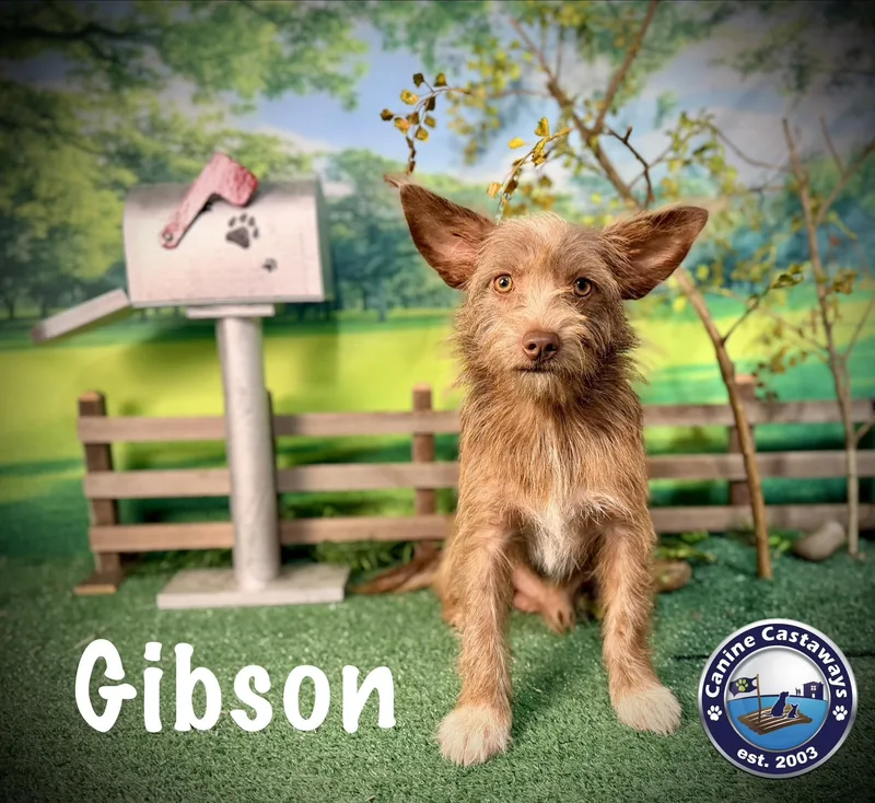 Gibson thumbnail 2