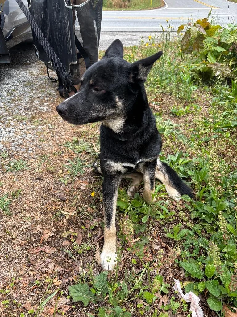 A young medium-sized male Siberian Husky dog named Azlan for adoption in Douglasville, GA
