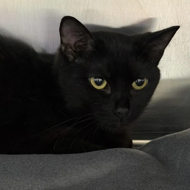 A young small-sized female Domestic Short Hair cat named Jayde for adoption in Knoxville, TN