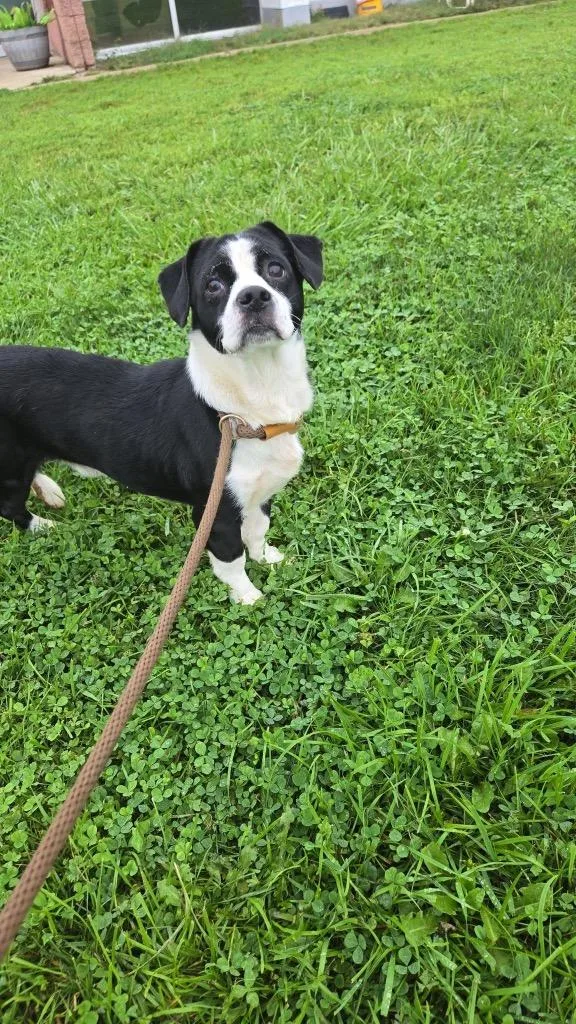A young medium-sized male Dachshund dog named Panda for adoption in Marion, OH