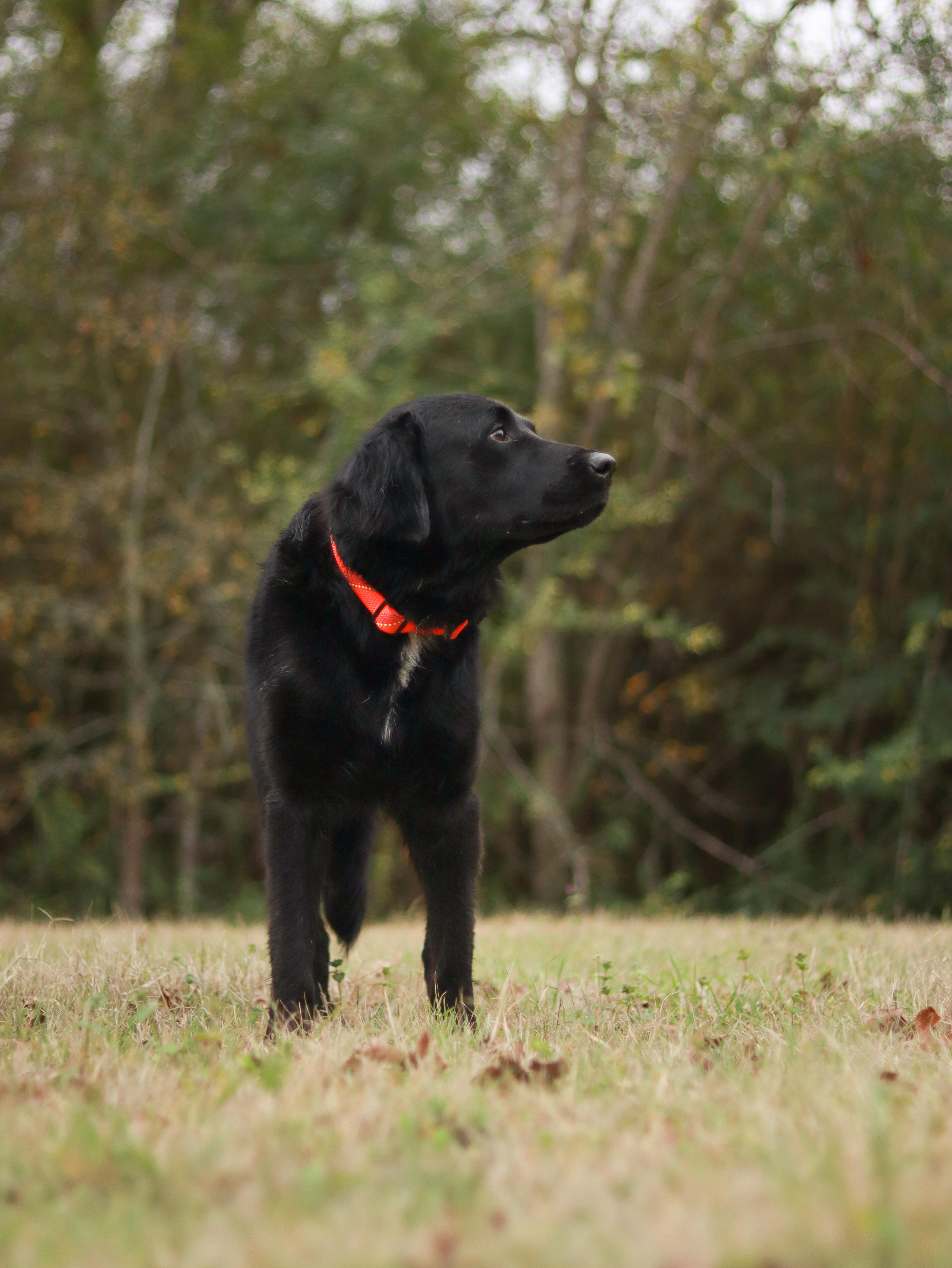 An adult medium-sized male Black Flat-Coated Retriever dog named Rocky for adoption in Bryan, TX