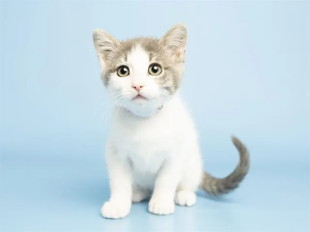 Freya