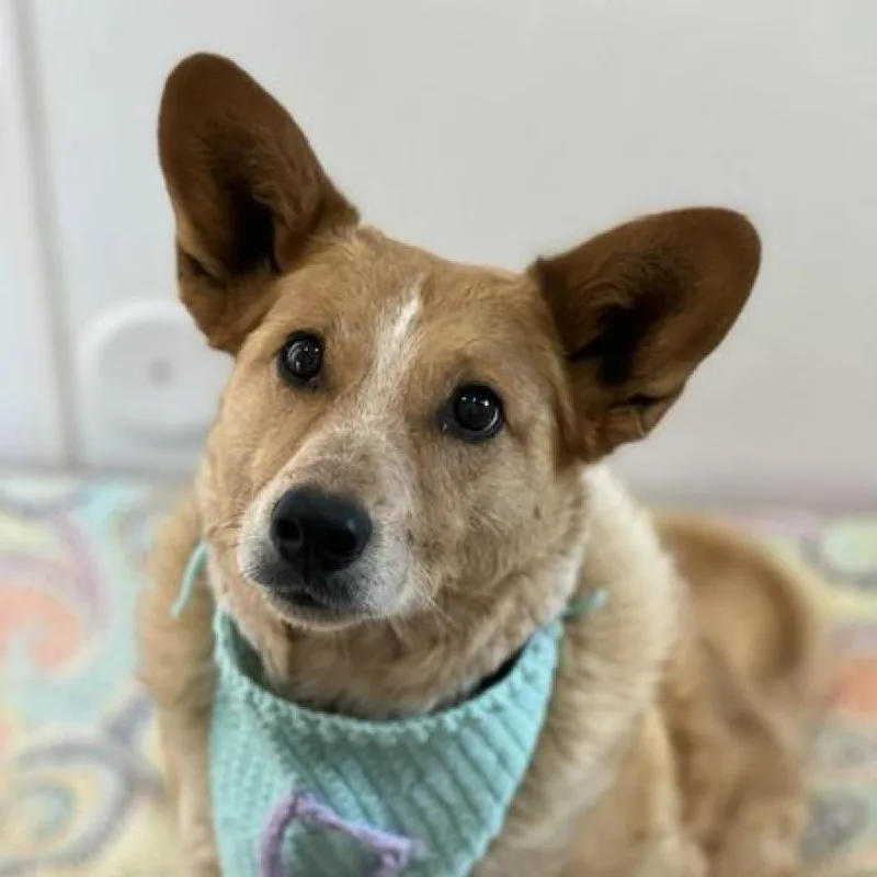 A senior medium-sized male Yellow / Tan / Blond / Fawn Cattle Dog dog named Percy for adoption in Branford, CT