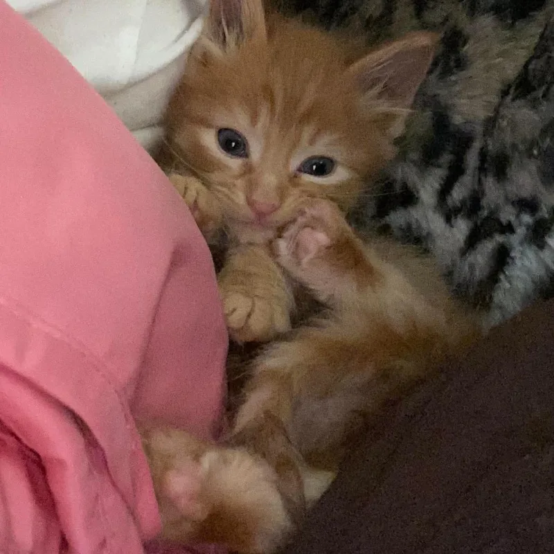 A baby small-sized male Orange / Red Domestic Medium Hair cat named Apollo Knieriem for adoption in Eagle Mountain, UT