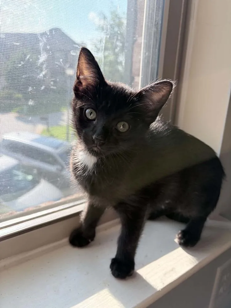 A baby small-sized female Domestic Short Hair cat named Delilah Am for adoption in Greenville, SC