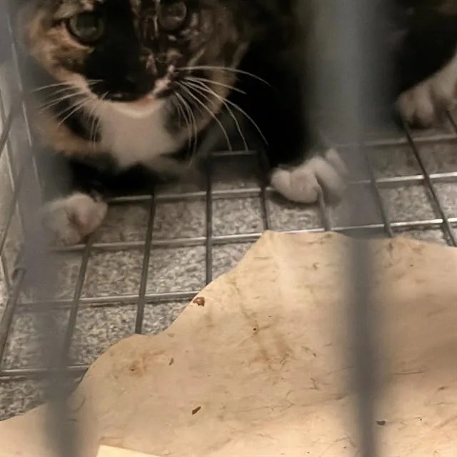 A baby small-sized female Domestic Short Hair cat named Leyla for adoption in Alameda, CA