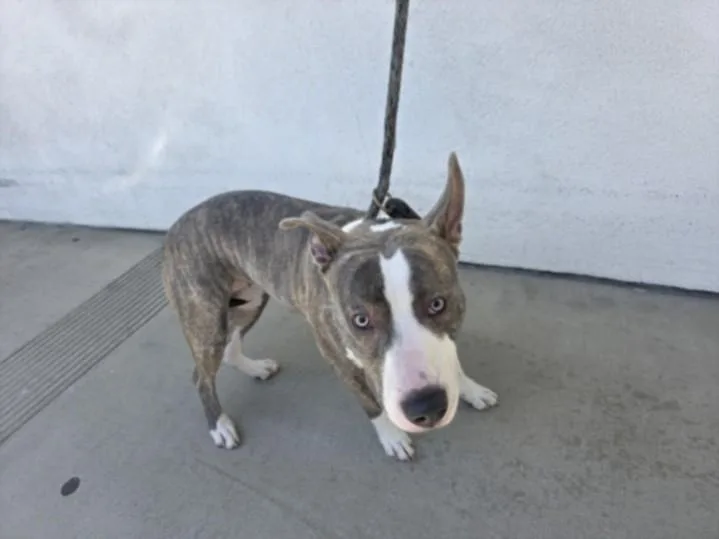 A young medium-sized female Pit Bull Terrier dog named Princes for adoption in Chatsworth, CA