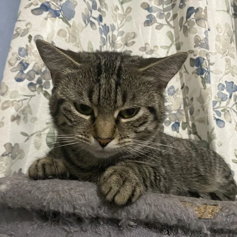 An adult medium-sized female Gray / Blue / Silver Domestic Medium Hair cat named Blossom for adoption in Philadelphia, PA