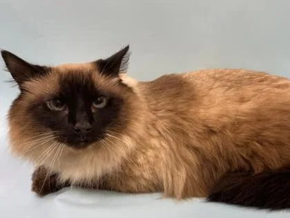 Lucy