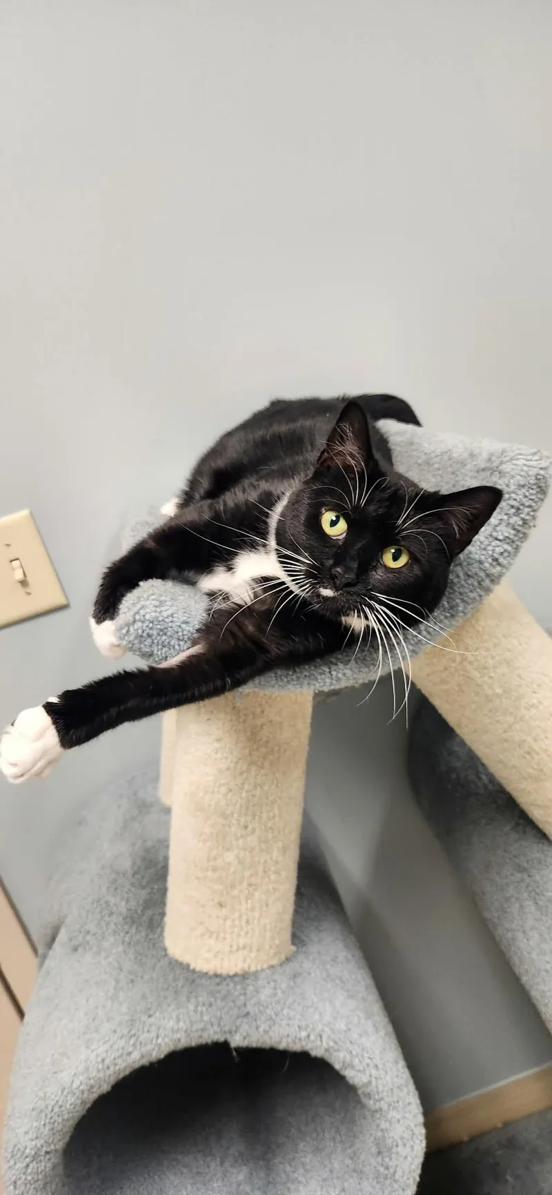 An adult medium-sized female Black & White / Tuxedo Domestic Short Hair cat named Chloe for adoption in Chambersburg, PA