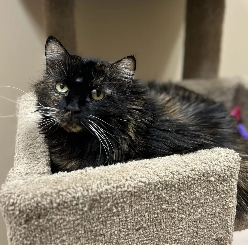 Bella