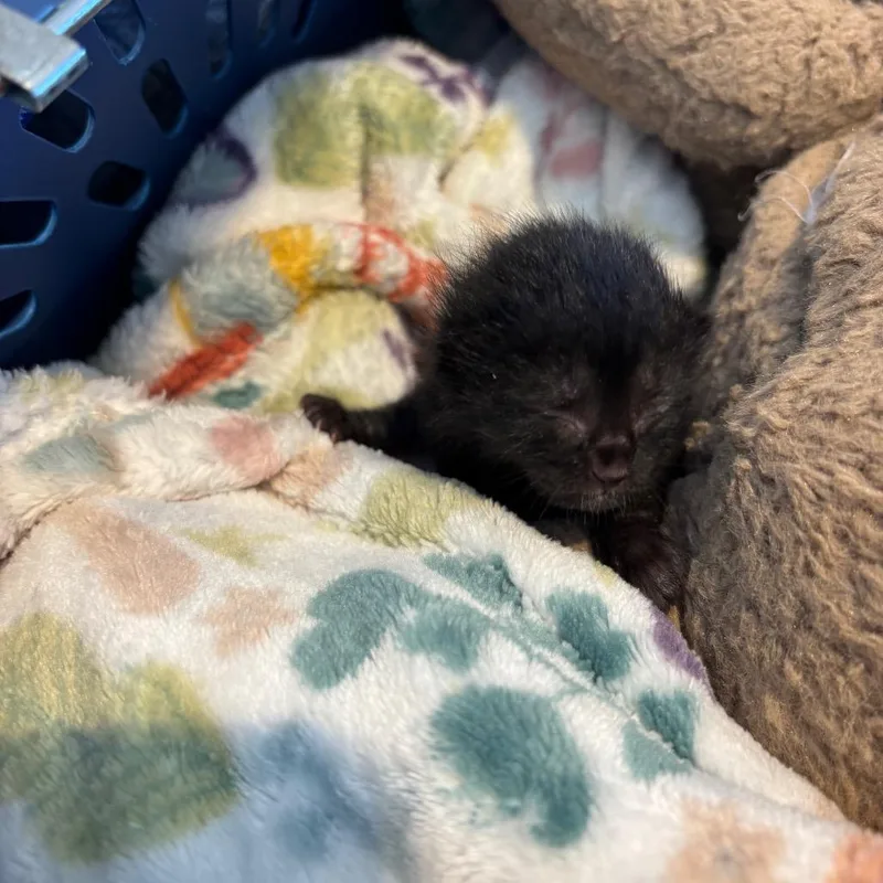 A baby small-sized male Black Domestic Short Hair cat named Iris for adoption in Lynchburg, VA