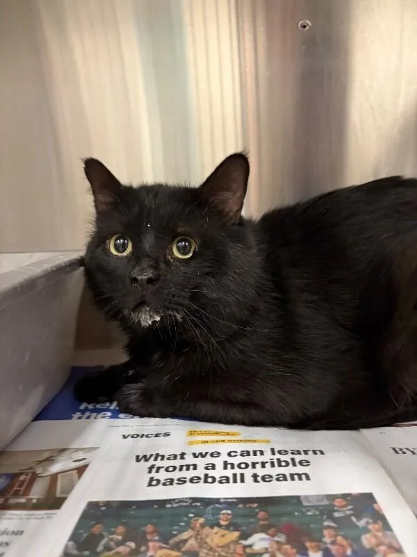 An adult large-sized male Black Domestic Medium Hair cat named Vaughn for adoption in Fruit Heights, UT