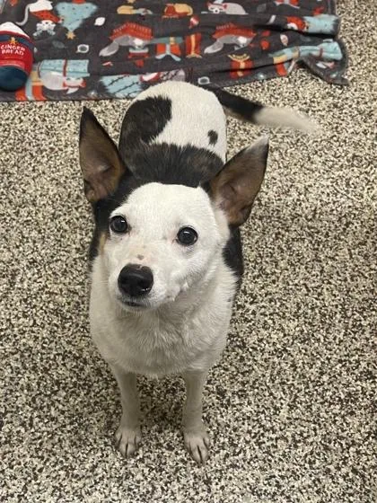 An adult medium-sized male Rat Terrier dog named Dingo for adoption in Westland, MI