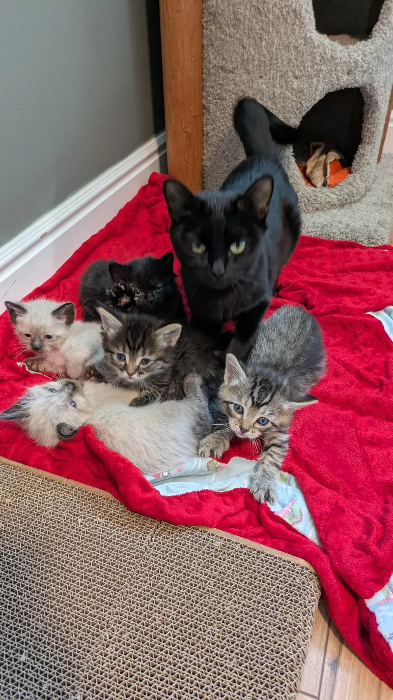 A baby medium-sized female Tabby (Brown / Chocolate) Domestic Short Hair cat named Spoon for adoption in Fruit Heights, UT