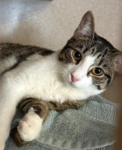 A young medium-sized male Domestic Short Hair cat named Ice King for adoption in Washington, DC