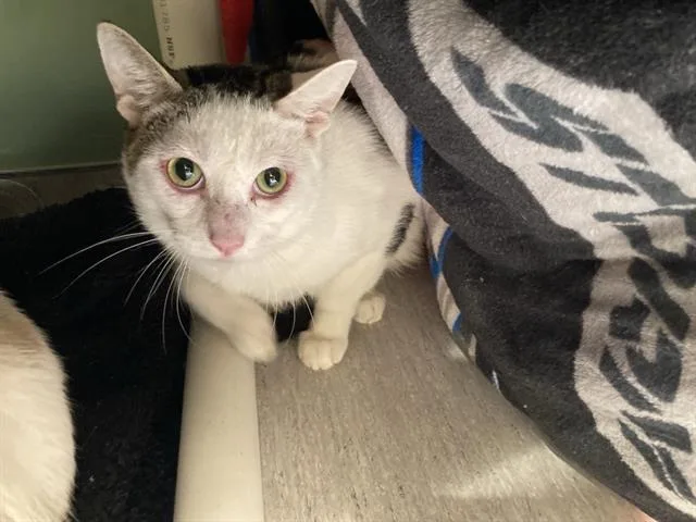 A young small-sized male Domestic Short Hair cat named Avocado for adoption in Tustin, CA