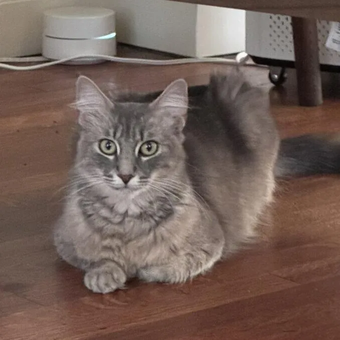 An adult medium-sized female Gray / Blue / Silver Domestic Short Hair cat named Silver for adoption in Los Angeles, CA