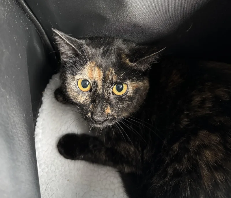 A young medium-sized female Tortoiseshell Domestic Short Hair cat named West for adoption in Chicago, IL