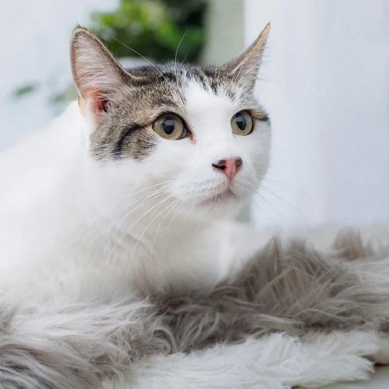 An adult extra large-sized male Domestic Short Hair cat named Sir Percival for adoption in Los Angeles, CA