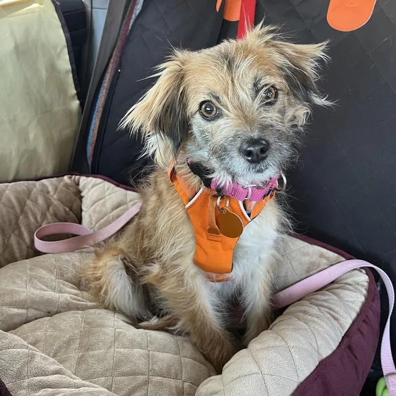 A young small-sized female Yellow / Tan / Blond / Fawn Border Terrier dog named Minnow for adoption in Ashland, OR