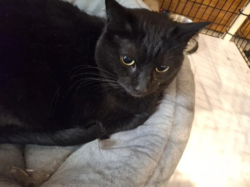 An adult large-sized female Black Domestic Short Hair cat named Olive L. for adoption in Peoria, IL