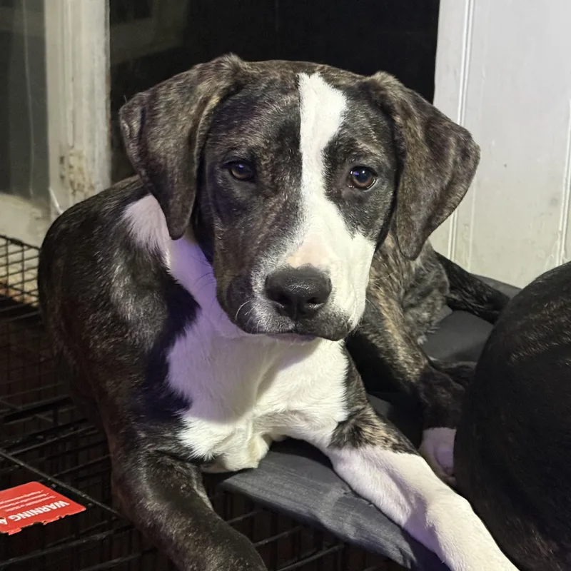 A young medium-sized female American Staffordshire Terrier dog named Callie for adoption in Central Valley, NY