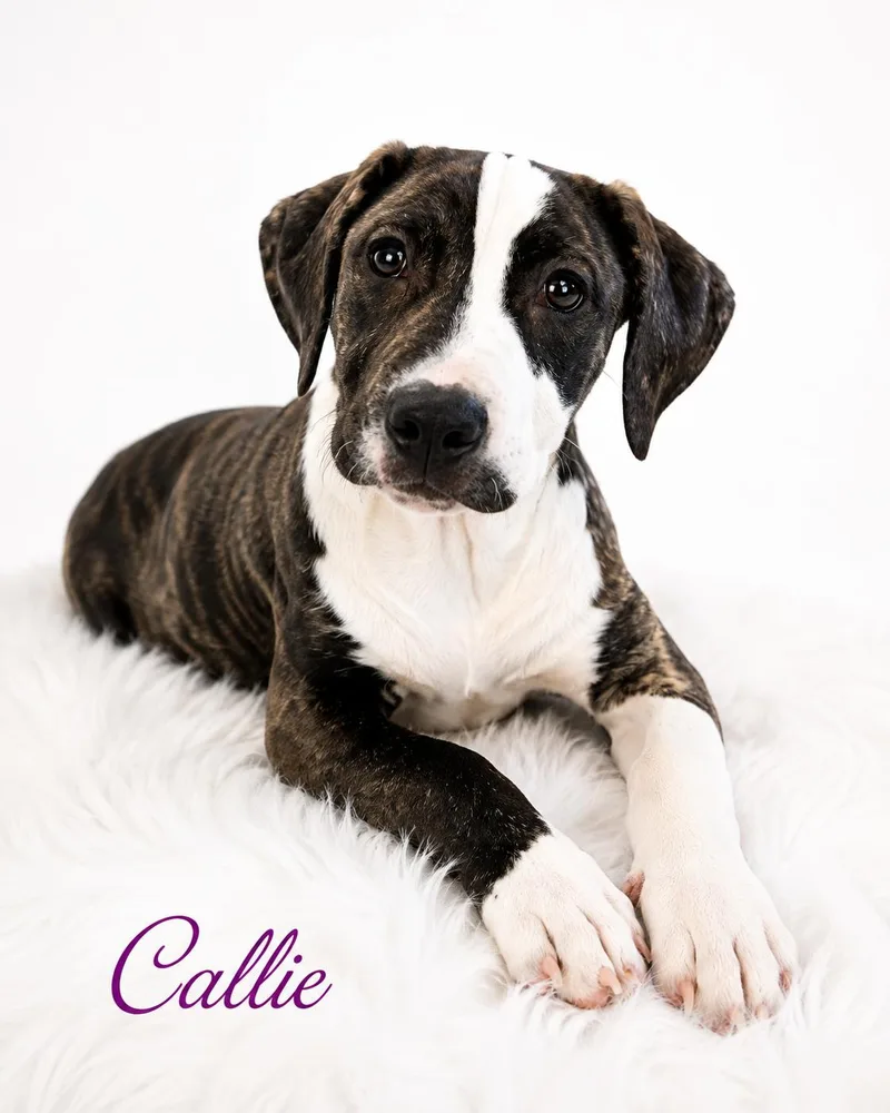 Callie thumbnail 2