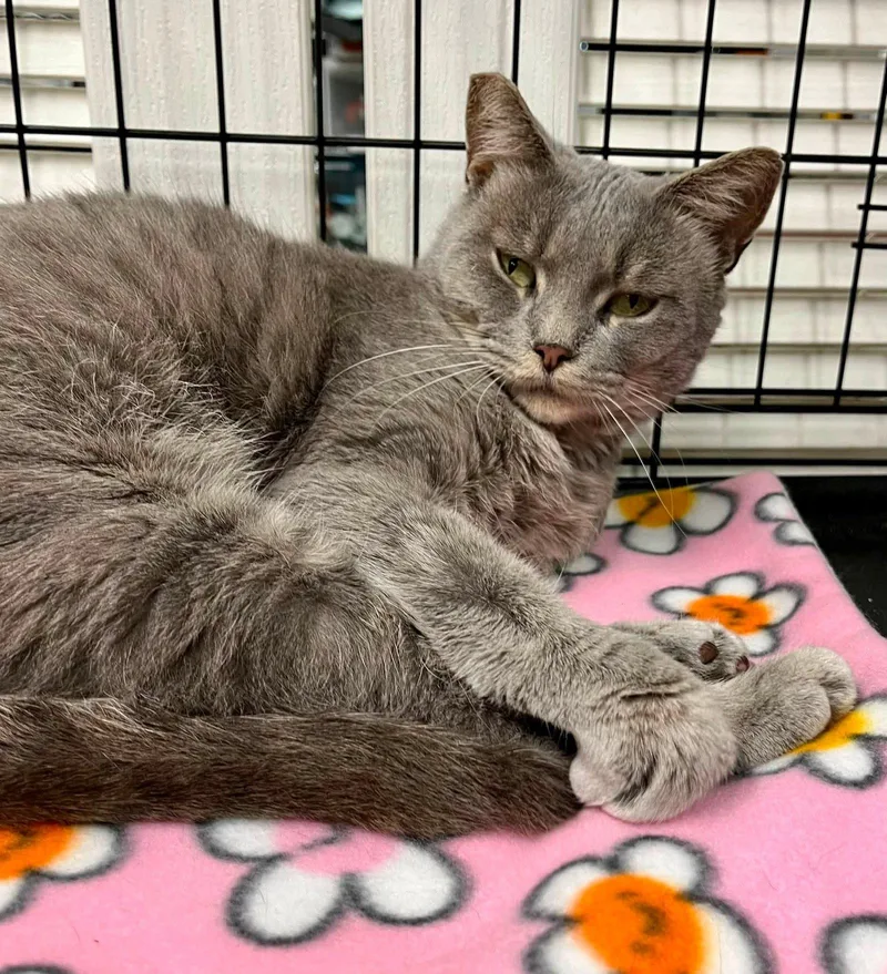 A young medium-sized female Tabby cat named Arianna for adoption in Walnut Creek, CA