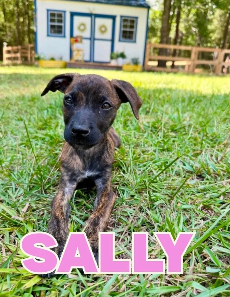 A baby large-sized female German Shepherd Dog dog named Sally for adoption in Shalimar, FL