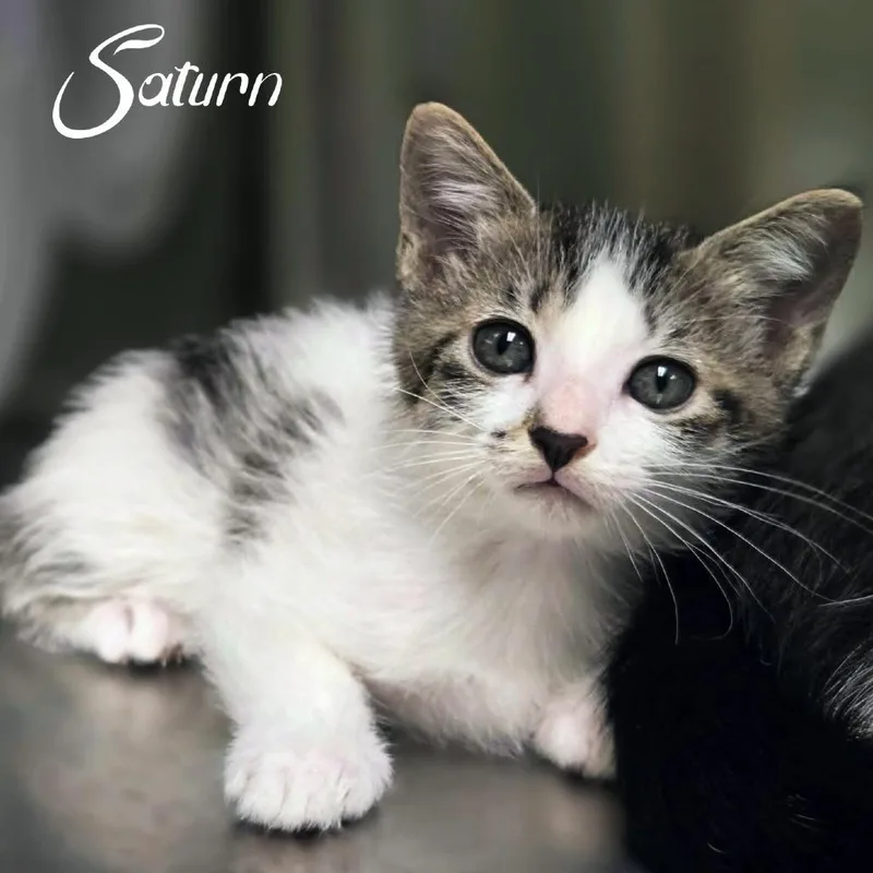 A baby small-sized female Brown / Chocolate Domestic Short Hair cat named Saturn for adoption in Prosper, TX