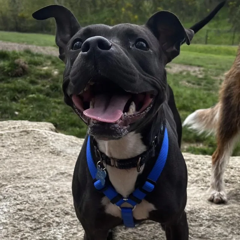 An adult medium-sized female Black Pit Bull Terrier dog named Cora Bean for adoption in Friendswood, TX