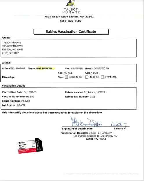 A young small-sized male Domestic Short Hair cat named Bob Barker for adoption in Easton, MD